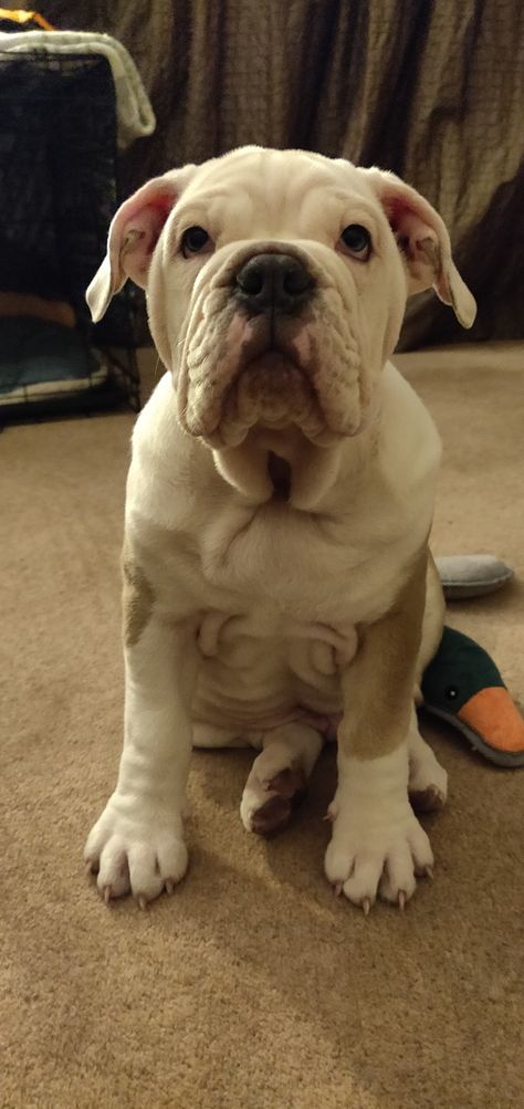 Old Tyme English Bulldog, English Bulldog Aesthetic, Funny English Bulldog, Scary Bulldog, Baby Bulldog, Old English Bulldog, Bulldog Meme, Cute Funny Dogs, English Bulldog