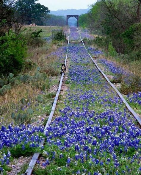 Sol Invictus, Only In Texas, Disused Stations, Abandoned Train, Abandoned Amusement Parks, Railroad Photography, Railroad Photos, Trainspotting, Train Pictures