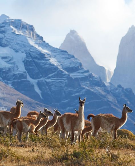 Herd of Guanaco in Torres del Paine - A herd of guanacos grazing on a hillside in Torres del Paine National Park, Chile. #Guanaco #TorresDelPaine Torres Del Paine National Park, Llama, Animals Beautiful, That Way, Alpaca, National Park, Places To Go, Camel, How Are You Feeling