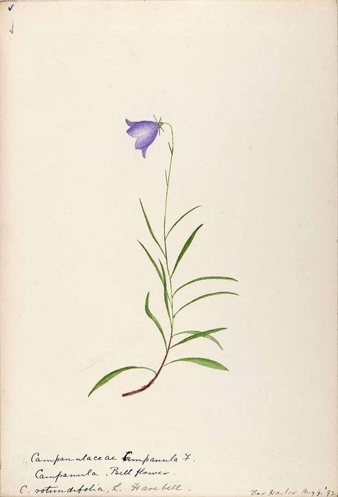 Campanula Drawing, Campanula Tattoo, Flora Patterns, Campanula Rotundifolia, Sketches Of Plants, Color Sketches, Flowers Sketch, Drawing Nature, Country Flowers