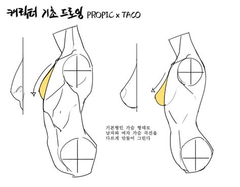 Taco Anatomy, Propic Taco Arm, Propic Taco Hands, 3/4 View, Propic Taco Torso, Taco 1704 Art Book, Taco Drawing, Anatomy Tutorial, Body Drawing Tutorial