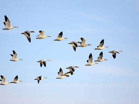 Geese Terrorize Pedestrians, Injures One At County Bus Lot: MCFRS | Patch