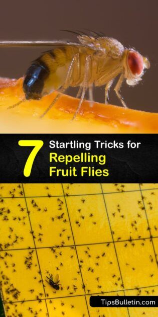 Repelling the Fruit Fly - Quick Ways to Deter Fruit Flies Fruit Fly Repellent, Fruit Fly Spray, Homemade Fruit Fly Trap, Fruit Fly Killer, Fruit Fly Traps, Fly Infestation, Homemade Bug Spray, Diy Bug Spray, Rotten Fruit