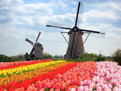 Amsterdam Tulips, Visit Amsterdam, Tulip Fields, Netherlands Travel, Amsterdam Travel, Spring Trip, Voyage Europe, Destination Voyage, Dream Travel Destinations