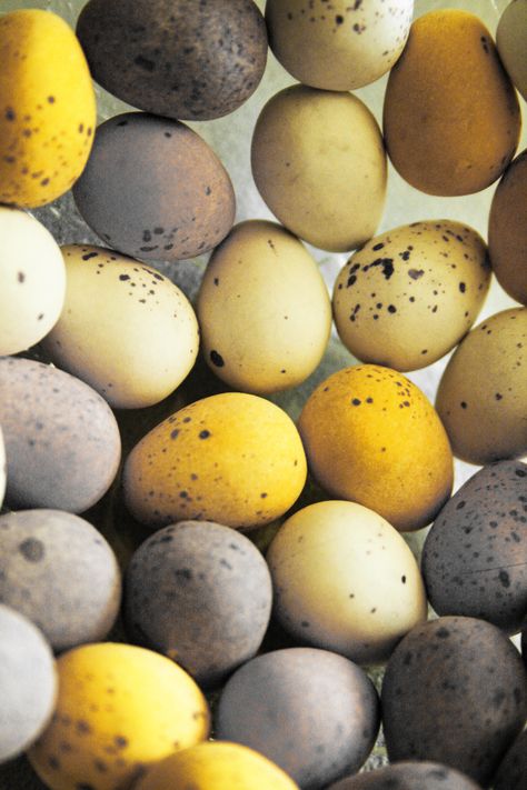 Eggs For The Taking | The yellow ones stand out. | Mike Huckfield | Flickr Butter Yellow, Pastel Yellow, Easter Eggs, Butter, Easter, Birds, Pastel, Yellow, Grey