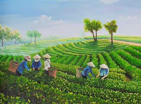 Tea Farm Illustration, Assam Culture Art, Matcha Business, Agriculture Illustration, Vietnam Artwork, Farm Drawing, Tribe Art, Tea Illustration, Tea Farm