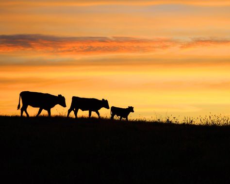 Farm Silhouette Painting, Country Sunset Painting, Farm Website, Country Sunset, Animal Paintings Acrylic, Country Backgrounds, Country Cow, Cow Print Wallpaper, Farm Paintings