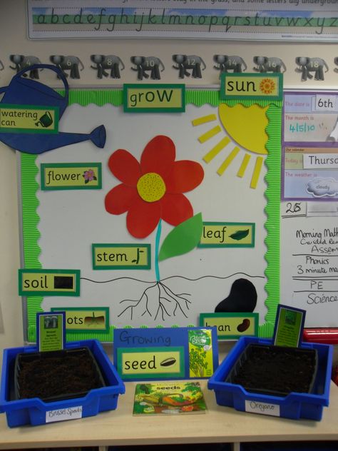 cute idea! grow something else though :) Plants Classroom, Science Bulletin Boards, Preschool Garden, Plant Activities, First Grade Science, Bulletin Board Ideas, Spring Preschool, Plant Science, Kindergarten Science