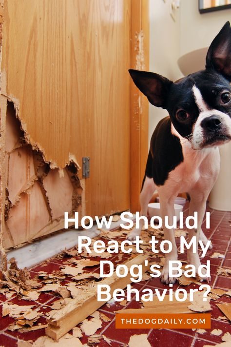 Are you experiencing behavior problems with your dog? Check out our articles for tips on how to manage challenging behaviors in dogs. Behavior Tips, Dog Training Aggression, Aggressive Behavior, Dog Behavior Training, Reactive Dog, Dog Behavior Problems, Challenging Behaviors, Bad Behavior, Dog Training Techniques