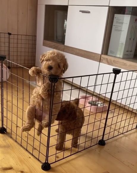 Puppy Toy Poodle, Apricot Toy Poodle Full Grown, Merle Toy Poodle, Toy Poodle Clothes, Toy Poodle Accessories, Toy Poodle Teddy Bear Cut, Brown Toy Poodle Puppy, Teacup Poodle Full Grown, Toy Poodle Full Grown