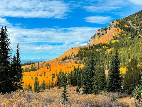 2024 Guide to See Colorado's Best Aspens Fall Colors — Colorado Hikes and Hops Colorado Hiking Trails, Colorado Hikes, Fall Hike, Colorado Trail, Grouse Mountain, Colorado Fall, Living In Colorado, Colorado Hiking, Plan A Trip