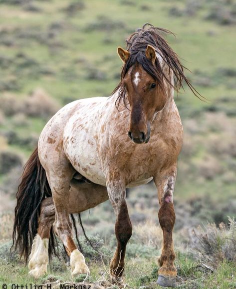 Buckskin Roan, Wild Mustang Horses, Nokota Horse, Cream Horse, Roan Horse, Mustang Horses, Random Animals, Heavenly Creatures, Wild Horses Mustangs