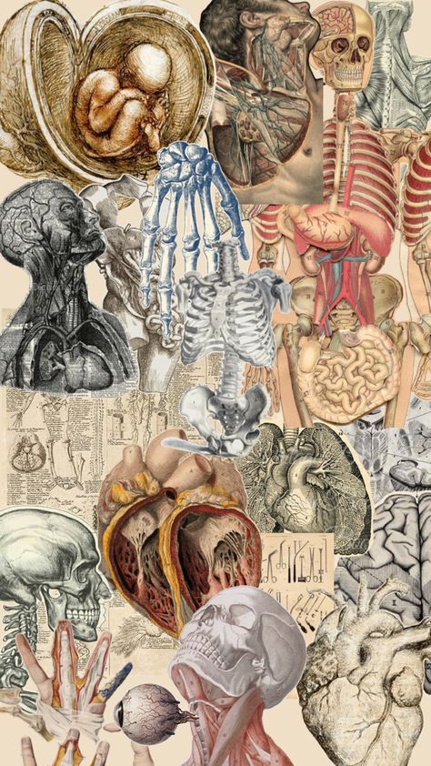 Vintage Medical Art, Medical Artwork, Medical Drawings, Ap Drawing, Medical School Life, Medical Wallpaper, Human Body Anatomy, Medical School Motivation, Vintage Medical