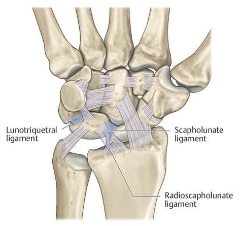 How to Treat a Sprained Wrist | Precision Movement Wrist Anatomy, Sprained Wrist, Joints Anatomy, Strength And Mobility, Massage Points, Physical Therapist Assistant, Gross Anatomy, Wrist Injury, Wrist Exercises