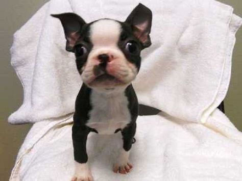 20 of the Cutest Pictures of Teacup Boston Terrier Dogs – Page 2 – The Paws Teacup Boston Terrier, Boston Terrier Pups, Miniature Boston Terrier, Boston Terrier Puppies, Baby Boston Terriers, Puppy Breath, Boston Terrier Funny, Baby Pugs, Boston Terrier Love