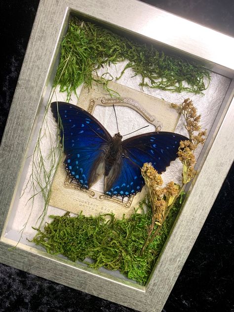 Nature Shadow Box Ideas, Butterfly Shadow Box Ideas, Bug Pinning Display, Butterfly Diorama, Butterfly Preservation, Pinned Butterfly Display, Butterfly Shadow Boxes, Real Butterfly Art, Preserved Butterflies