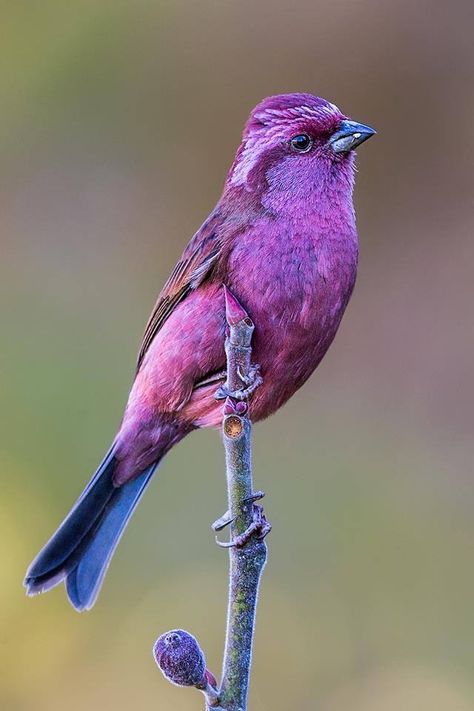 Pretty in purple! Birds Photography Art, Bird Reference, Purple Bird, Most Beautiful Birds, Rare Birds, Bird Pictures, Exotic Birds, Bird Drawings, Pretty Birds