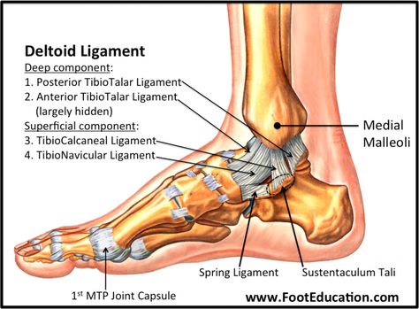 Lisfranc Injury, Ankle Anatomy, Peroneus Longus, Soleus Muscle, Ankle Ligaments, Knee Bones, Ankle Fracture, Physical Therapy School, Foot Anatomy