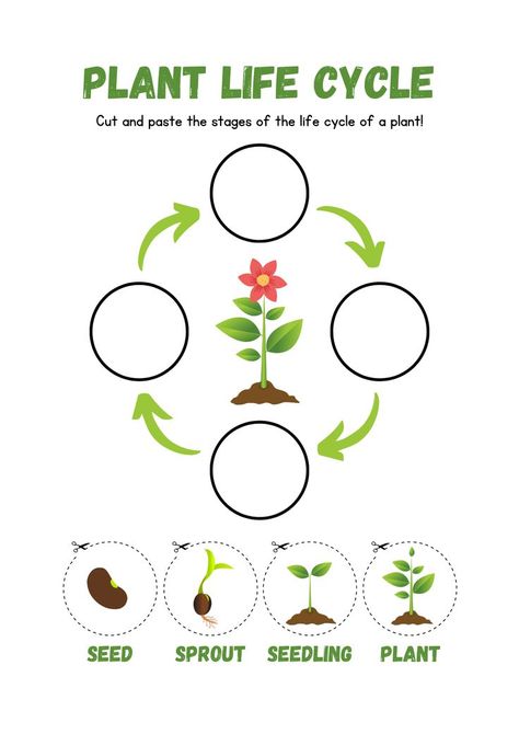 Life Cycle of a Plant Cut and Paste Worksheet Flower Life Cycle Preschool, دورة حياة النبات, Plants Life Cycle Activities, Life Cycle Worksheet, Plant Life Cycle Worksheet, Life Cycles Preschool, Flower Life Cycle, Cycle For Kids, Plants Worksheets