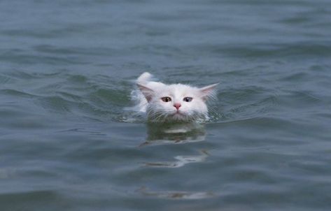 White Cat, We Heart It, Swimming, Water, White