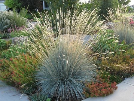 Blue Oat Grass ws Blue Oat Grass, Garden Of Lights, Blue Fescue, Native Gardens, Drought Tolerant Landscape, Grasses Landscaping, Front Landscaping, Grasses Garden, Water Wise