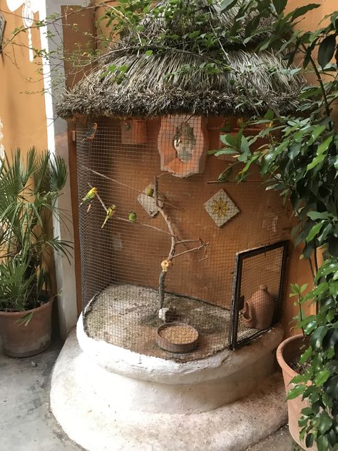 Bajri Bird, Parrot Cages, Green Budgie, Diy Bird Cage, Pet Bird Cage, Parrot Fish, Farm Shed, Diy Garden Fountains, Pet Spaces