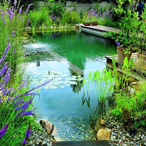 Eco Pool....so beautiful. Swimming Pool Cost, Bio Pool, Pool Cost, Living Pool, Natural Swimming Ponds, Small Pool Design, Swimming Pond, Natural Pond, Natural Swimming Pools