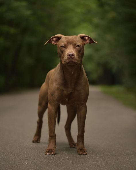 Dog Therian, Dream Bored, Cute Pitbull Puppies, British Bull Terrier, Family Dogs Breeds, Pitbull Dog Breed, Heavenly Creatures, Puppies Pitbull, American Bull