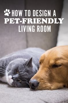 Pet Friendly Living Room Ideas, Cat Friendly Living Room, Dog Friendly Living Room, Pet Living Room, Pet Friendly Living Room, Pet Friendly Furniture, La Apartment, Kids Lying, Apartment Pet