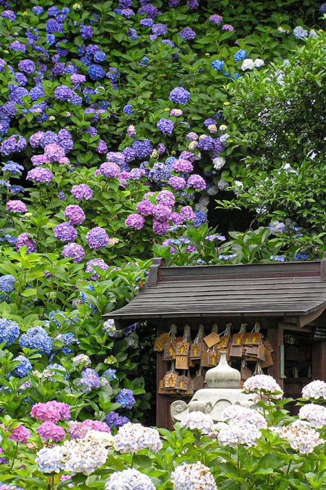 Growing Hydrangeas, Garden Wallpaper, Gorgeous Gardens, Country Gardening, Japanese Garden, Birdhouse, Dream Garden, Garden And Yard, Backyard Garden