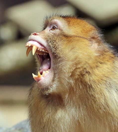 Macaques Monkey, Monkey Reference, Barbary Macaque, Rhesus Macaque, Macaque Monkey, Japanese Macaque, Monkey See Monkey Do, Tropical Animals, Animal Study