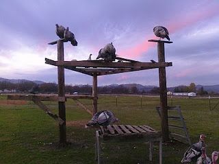 Turkey Roost "tree." If we had this, maybe the wild turkeys around here would stop destroying the bird feeders? Turkey Roost, Turkey Coop, Pet Turkey, Raising Turkeys, Livestock Shelter, Turkey Farm, Chickens And Ducks, Coop Ideas, Farm Stuff