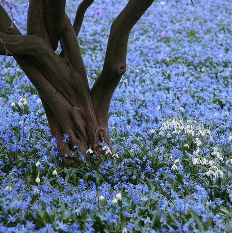 Spring Beauty or Siberian squill. NOW SHIPPING ! Perennial Siberian Squill, Glory Of The Snow, Bulbous Plants, Snow Fall, Spring Bulbs, Spring Beauty, Early Spring, Pitcairn Islands, Caicos Islands