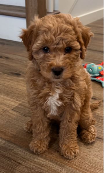 Full Grown Mini Goldendoodle, Goldendoodle Full Grown, Teacup Goldendoodle, Toy Goldendoodle, Teddy Bear Poodle, Maltipoo Dog, Mini Goldendoodle Puppies, Dog Mommy, Cavapoo Puppies