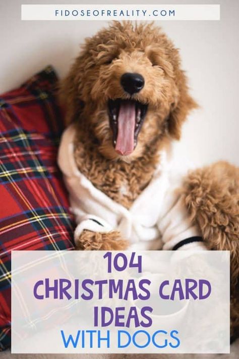 Dog Christmas Pictures Ideas, Christmas Dog Photoshoot Ideas, Christmas Photo Ideas With Dogs, Christmas Card Dog Photo Ideas, Christmas Dog Pictures Photo Ideas, Puppy Christmas Card Photo Ideas, Christmas Dog Photos, Dog Christmas Photo Ideas, Christmas Card Ideas Picture Dog