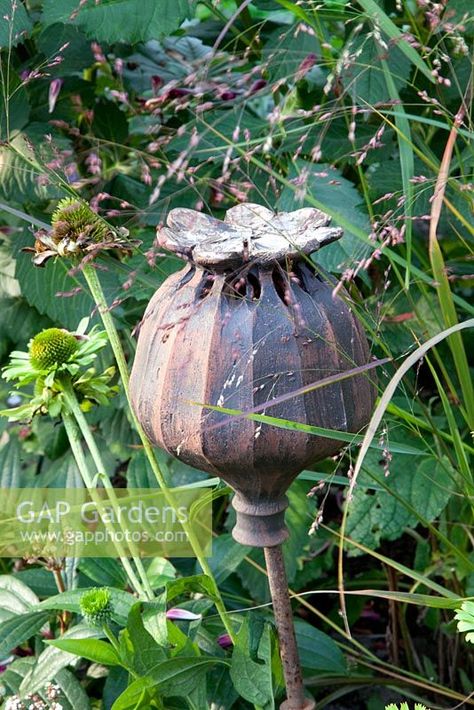 Cane topper ornament of an oriental poppy seedhead, surrounded by Panicum virgatum Poppy Pottery, Unusual Garden Ornaments, Ceramic Poppy, Poppy Heads, Poppy Seed Pods, Panicum Virgatum, Ceramic Poppies, Poppy Pods, Garden Totems