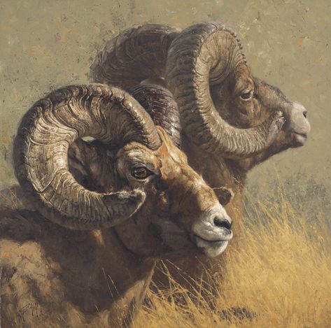 Greg Beecham, Shadow Riders, Sheep Paintings, Big Horn Sheep, Bull Elk, Sheep Art, Heritage Museum, Mule Deer, Wildlife Paintings