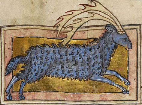 Ten Strange Medieval Animals You Might Not Have Heard Of - Medievalists.net Strange Animals, Medieval Drawings, Medieval Artwork, Illustrated Manuscript, A Bull, Medieval Manuscript, Illuminated Manuscripts, The Middle Ages, Weird Creatures