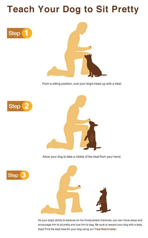 Need to train your dog! Check out this great Dog Training site - Puppy Time, Easiest Dogs To Train, Dog Tricks, Puppy Training Tips, Pet Ideas, Puppy Stuff, Dog Hacks, Dog Tips, Training Your Puppy