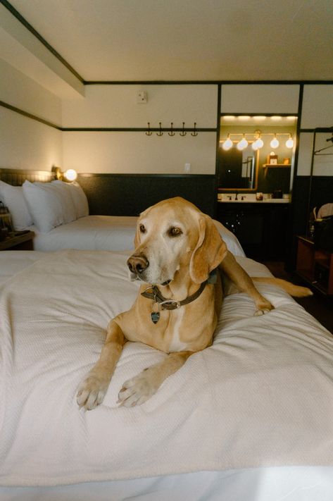 Dog Friendly Hotels, Flagstaff Arizona, Northern Arizona, Tea Companies, Water Dog, Flagstaff, California Travel, Weekend Getaway, Dog Friendly