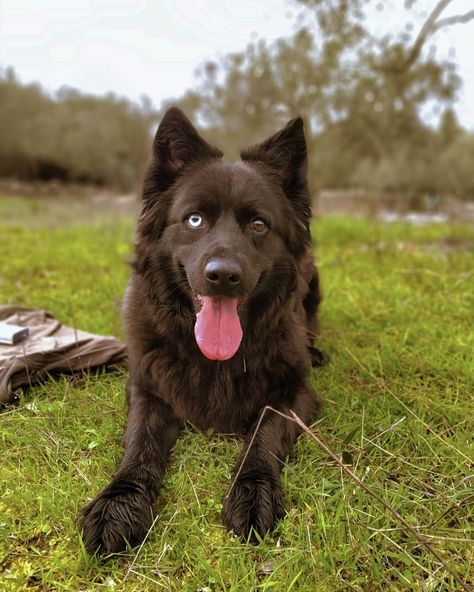 #heterochromia #cute #cutedogs #prettydogs #funnydogs #nature #dogswithdifferenteyes #blackdogs #dogs #funny #dogwallpaper Dog With Heterochromia, Dogs With Heterochromia, Two Colored Eyes, Nurse Character, Coloured Eyes, Dog Black, Pretty Dogs, Dogs Funny, Dog Wallpaper