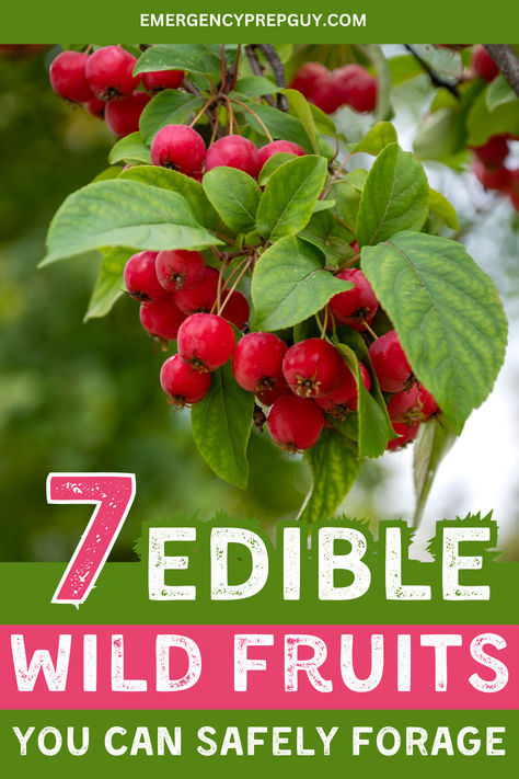 Bright red crabapples hanging on a branch with green leaves, perfect for beginners learning to forage edible fruits and explore wild food foraging. Medicinal Wild Plants, Wild Foraging, Wild Food Foraging, Food Foraging, Edible Wild Plants, Herbal Plants, Connect With Nature, Nature's Bounty, Food Forest