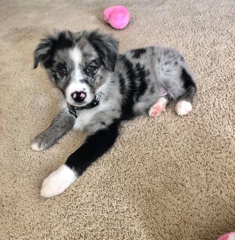 Border Collie Mixed With Australian Shepherd, Lab Aussie Mix Dog, Mini Australian Shepherd Blue Merle, Blue Merle Mini Aussie, Aussie Shepherd Blue Merle, Blue Merle Border Collie Puppy, Blue Merle Australian Shepherd Puppy, Merle Dogs, Cute Dog Mixes