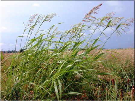 johnson grass allergy - Google Search Grass Allergy, Plant Protection, Grass Field, Invasive Species, Allergies, Written By, Herbs, Horses, Not Found