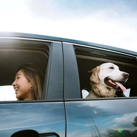 Handyman Services SRC:familyhandyman 8 Best Car Dog Barriers: If your dog can't sit still in the car, a… lwrestoration.com Book Us Online! Dog Car Barrier, Sitting In Car, Dog Barrier, Pet Barrier, Dog Family, Family Handyman, Large Dog Breeds, Dog Car, Family Car