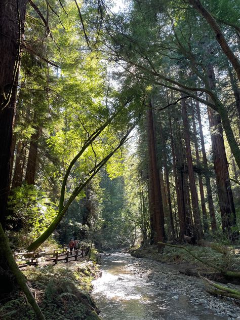 Muir Woods, CA Merricat Blackwood Aesthetic, Exploring The Woods Aesthetic, Cedar Forest Aesthetic, Muir Woods Photoshoot, Muir Woods California, Woods Aesthetic, Muir Woods, California Trip, Walk Alone