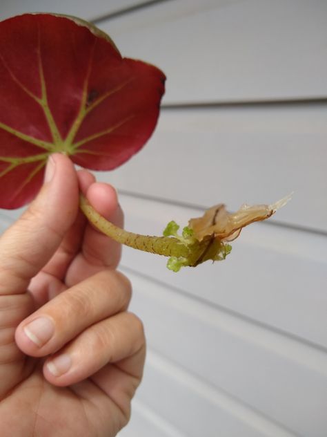 How To Propagate Begonias, Propagate Begonia, Potted Gardens, Yard Planters, Begonia Maculata, Garden Frogs, Purple Hibiscus, Jungle Gardens, Hanging Plants Indoor