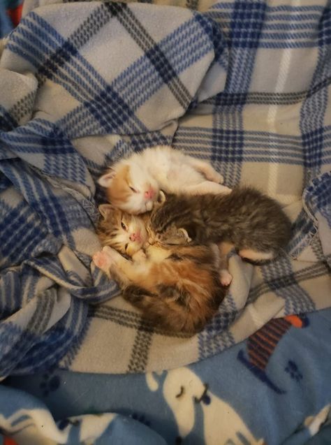 Here are my neighbor's three kittens they are 3 weeks old. Three Kittens Aesthetic, 3 Kittens, Three Kittens, Cat Friends, Cat Cuddle, Sleeping Kitten, Cats Drawing, Three Cats, 3rd Baby