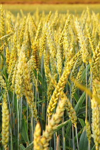 When you think of wheat fields, you don’t necessarily think of great photographic opportunities. In fact, you might be forgiven for thinking that the subject is a little dull. But proving the adage that the best photographs are a factor of the skill of the photographer and not necessarily what they’… Fields Of Gold, Wheat Field, Wheat Fields, Farms Living, Down On The Farm, Harvest Time, Beautiful Sights, Country Farm, Mellow Yellow