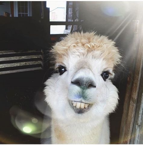 Alpaca Pictures, Funny Looking Animals, Funny Alpaca, Alpaca Farm, Funny Llama, Cute Alpaca, Llama Alpaca, Cute Llama, Pretty Animals